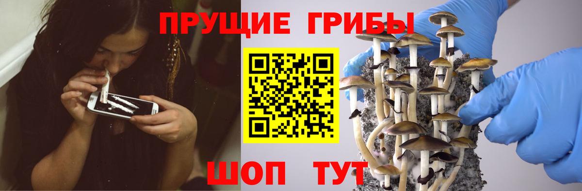 Псилоцибиновые грибы GOLDEN TEACHER Дальнегорск
